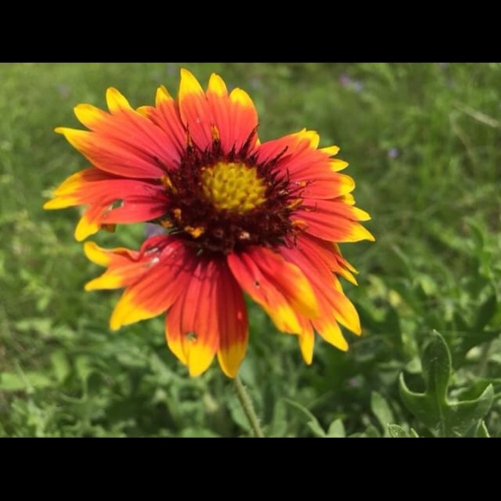 Meet your Posher, Mia